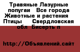 Травяные Лазурные попугаи - Все города Животные и растения » Птицы   . Свердловская обл.,Бисерть п.